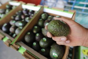 EEUU reactiva aguacate en Michoacán pero mantiene foco en violencia criminal
