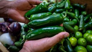 Salud descarta Salmonella Javiana en chiles jalapeños de Nuevo León